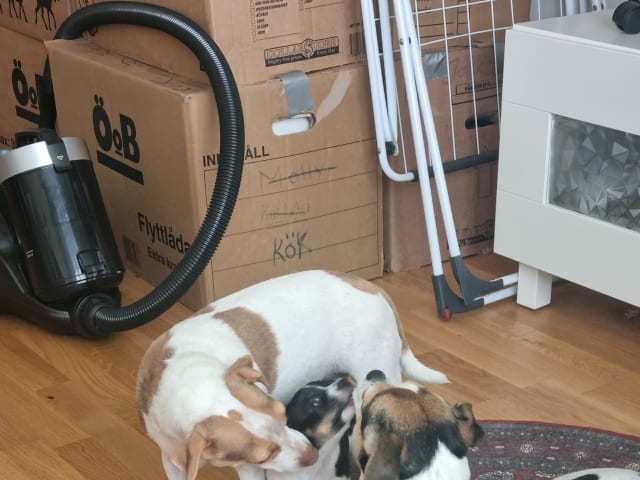 Pepparkakshusets kennel