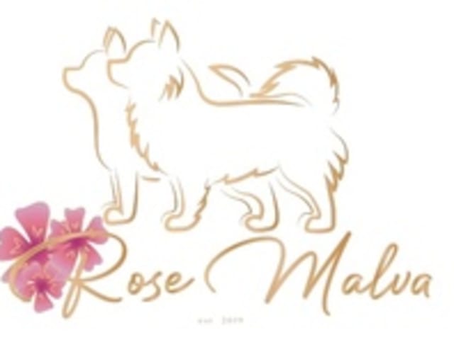 Rose Malva