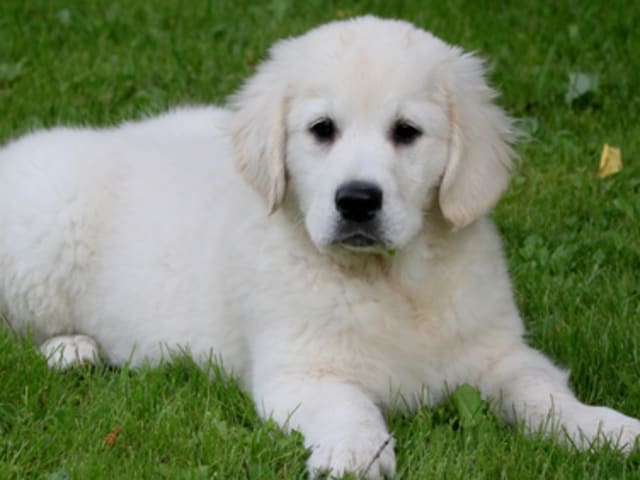 Super Goldens By M