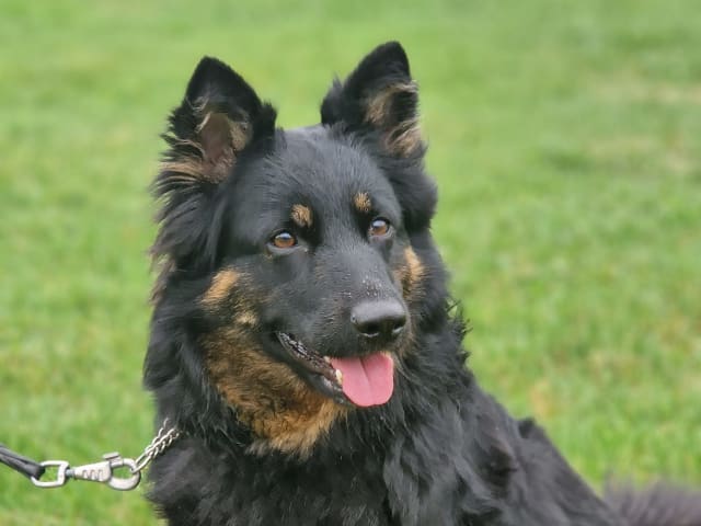 Brinketorps kennel