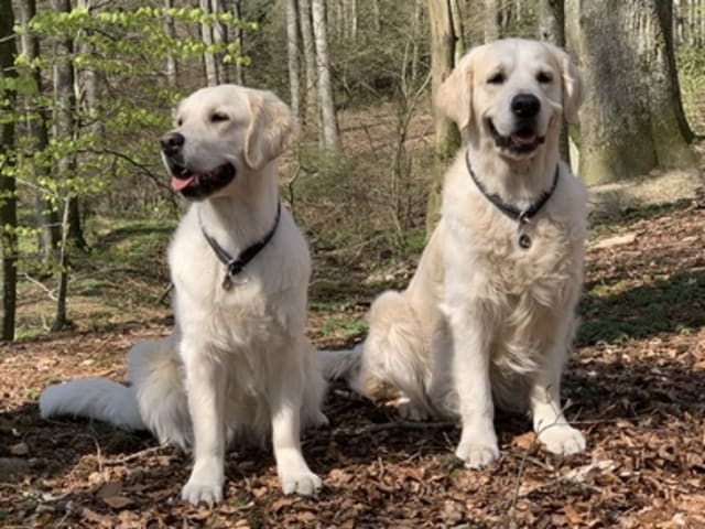 Golden Show Stars