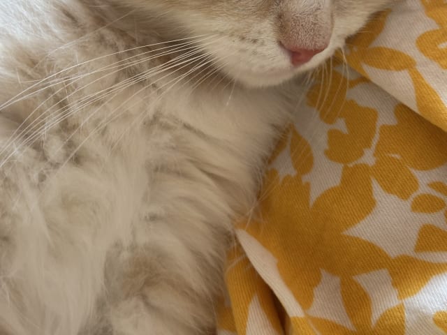 Petit Pavot