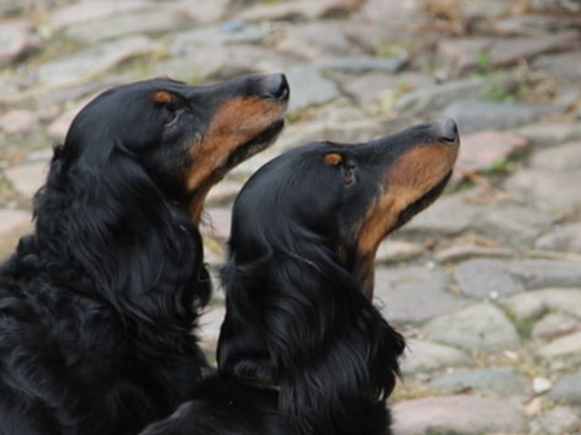 Basotto's