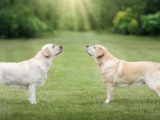 Lab Amazing