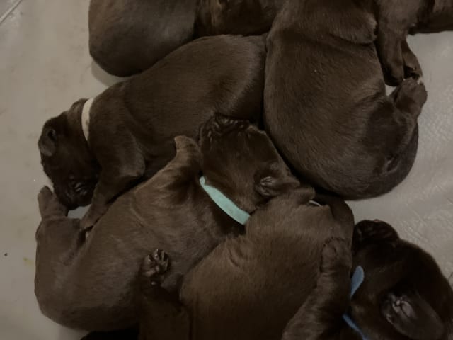 Värmdö kennel