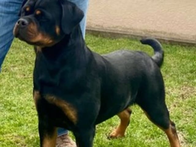 Rottweiler By Ager