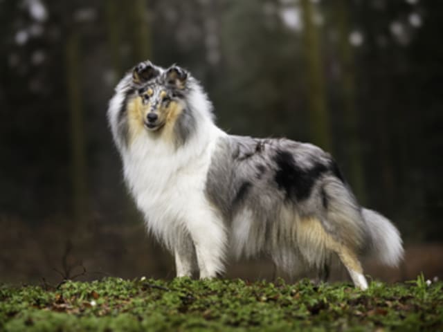 Ladias Dream Collies
