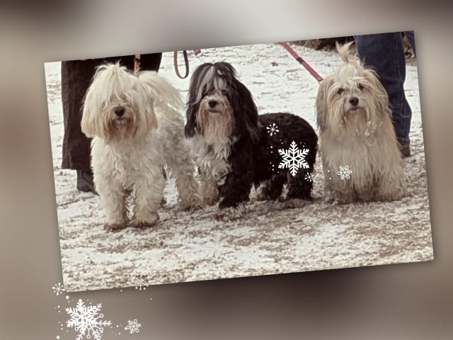 Ispärlans kennel
