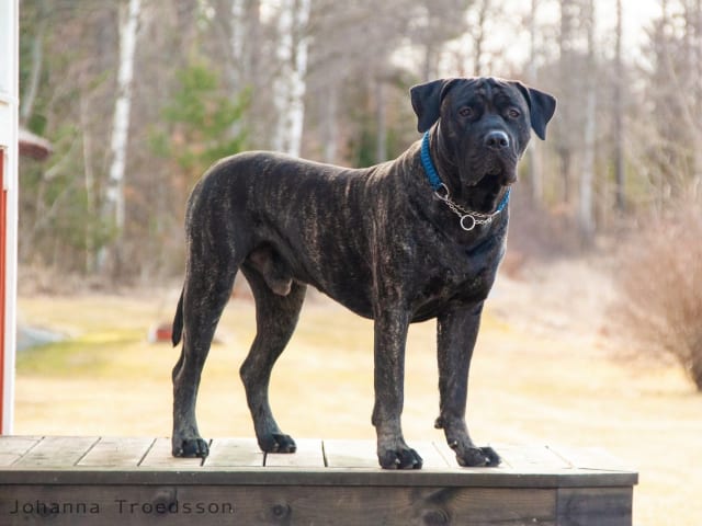 Kerberos Silver