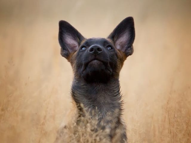 Handler of paws