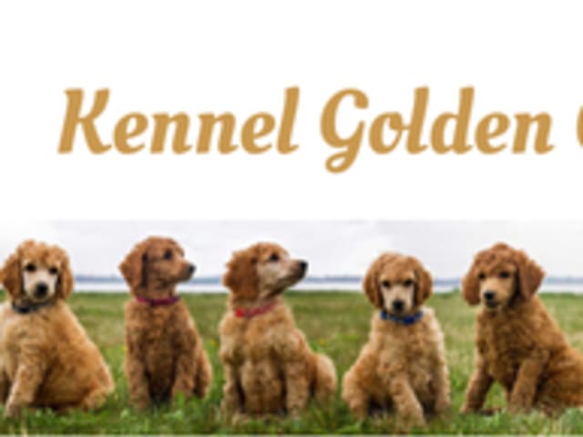 Golden Curly Dream