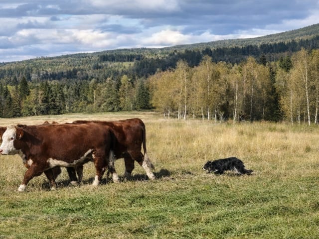 Herdevallens