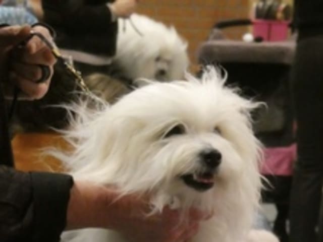 Small House Of Coton