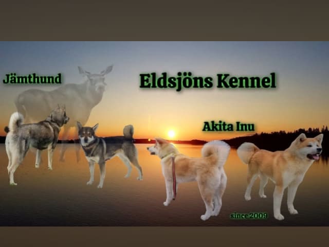 Eldsjöns Kennel