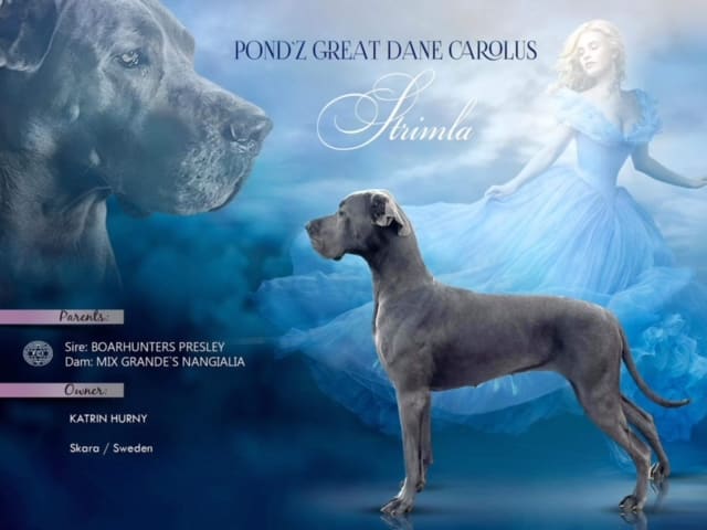 Pond'z G. Dane