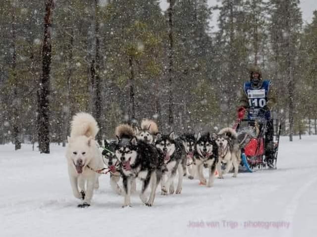 Kennel back to work