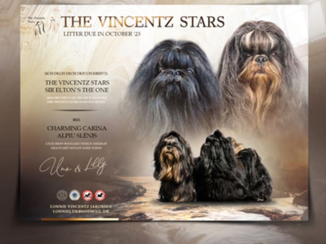 The Vincentz Stars