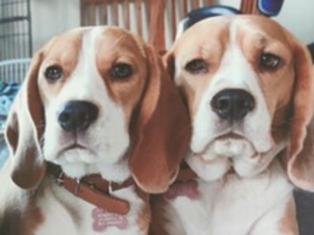 Brøndby Pup Starz