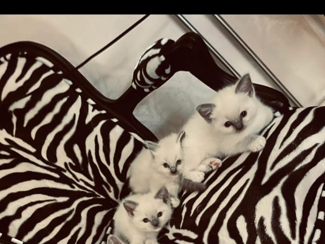 Crazy catlady