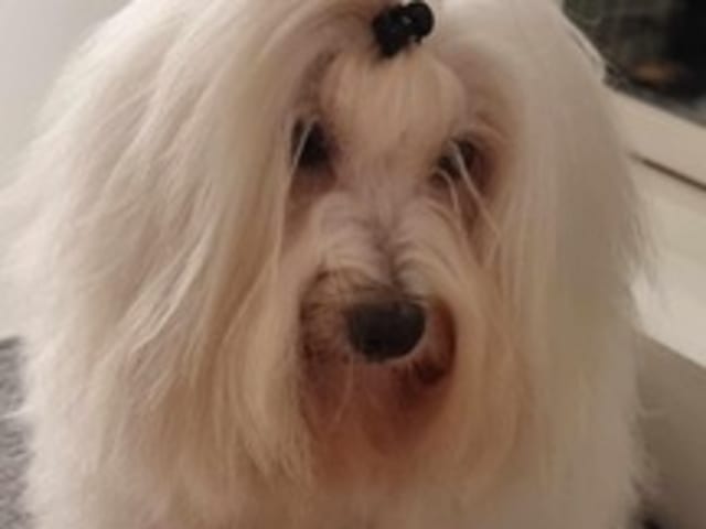 Cottage_Coton