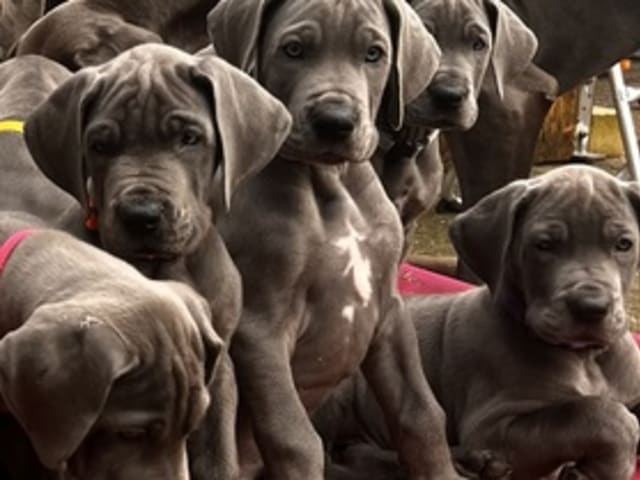 vom Blu Beleza
