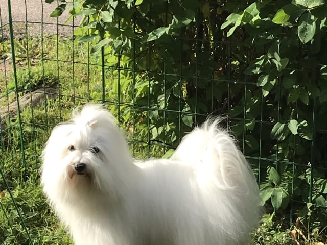 White Forest Kennel