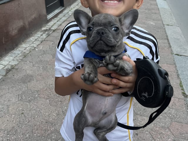 French Bulldog · Norrköping · Emiras frallor