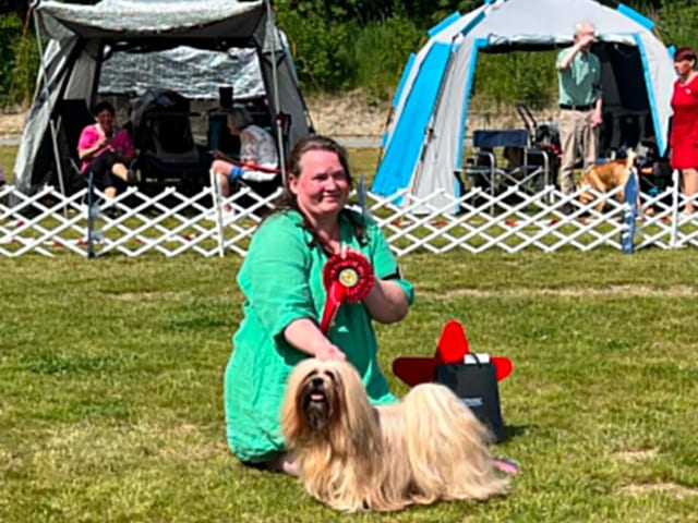 Lhasa apso