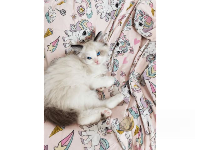 Ragdoll · Rörvik · SE*Silverkissen