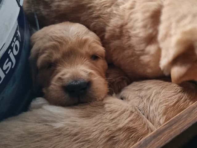 Golden Retriever · Bengtsfors · Sjöviksgårdens Golden Joy