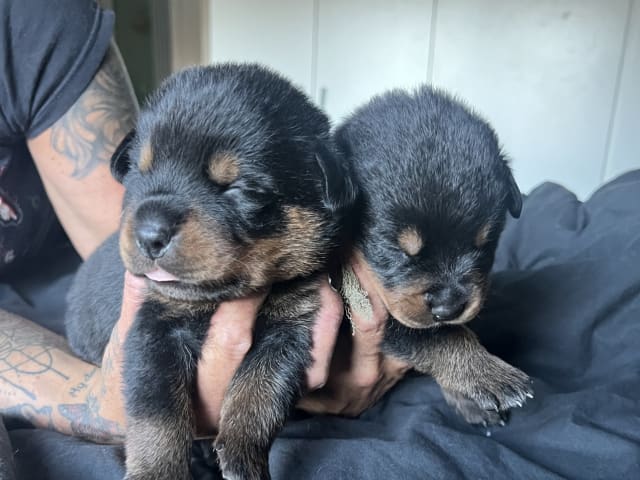 Rottweiler/American Bully XL · Gärsnäs · Slettet bruker