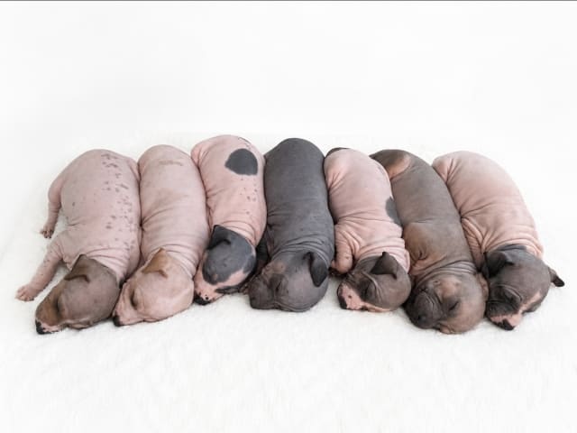 American hairless terrier · Nyråd · christina B.