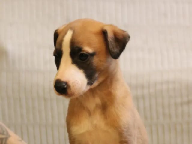 Whippet