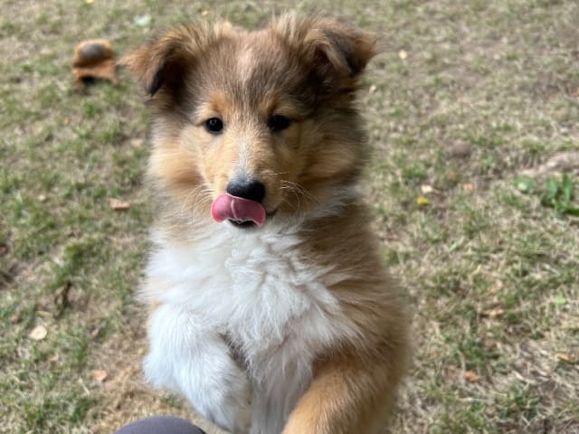 Shetland sheepdog