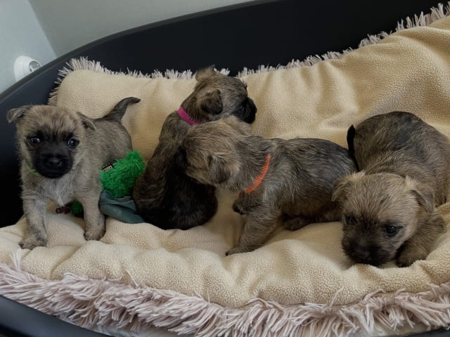 Cairn Terrier