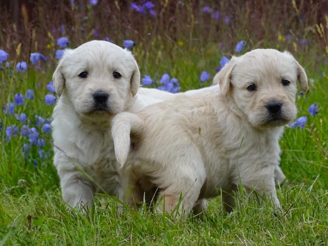 Labradoodle · överkalix · Humlehjarta