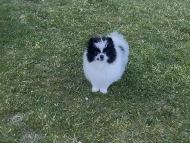 Pomeranian · Anderslöv · Hawar Hamid Hussein H.