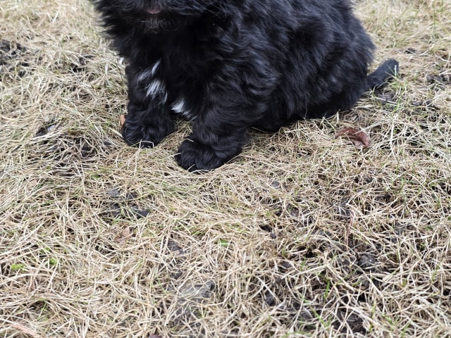 Havanese