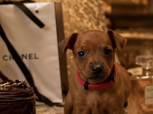 Miniature Pinscher