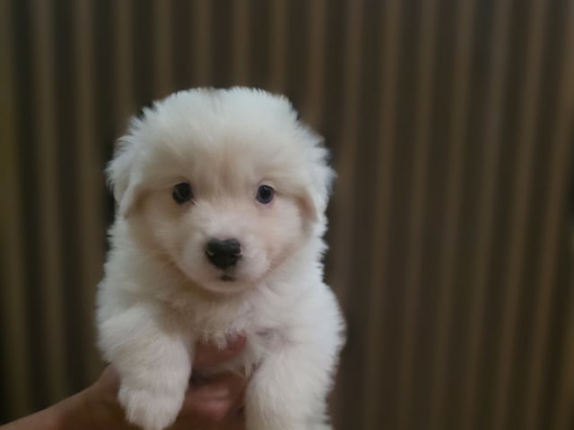 Miniature American Shepherd
