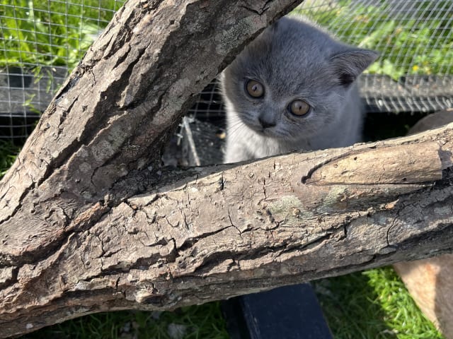 British Shorthair · Beder-Malling · Serine BlueCats