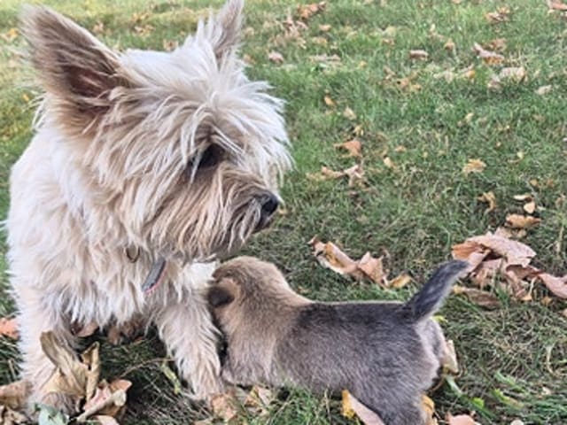 Cairn Terrier · Gjern · Ove Ulrik Jørgensen