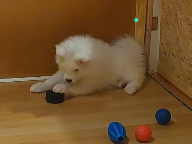 Samoyed