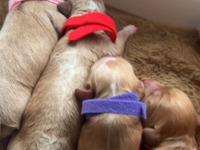 Cockapoo · Fornebu · Kaja F.