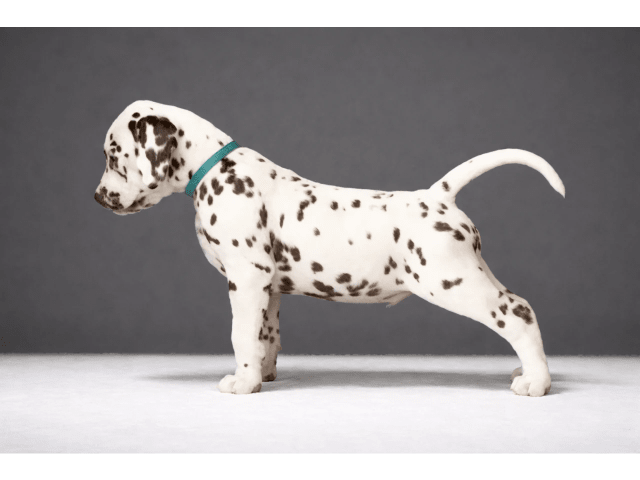 Dalmatian