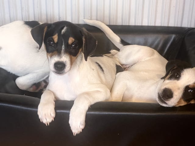 Danish Swedish Farmdog
