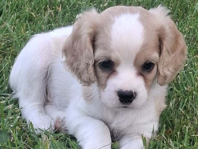 Cavapoo