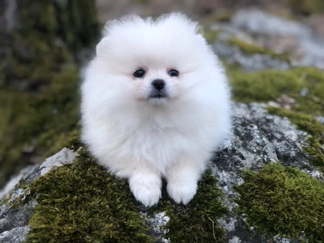 Pomeranian
