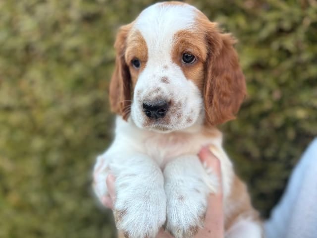 Welsh Springer Spaniel