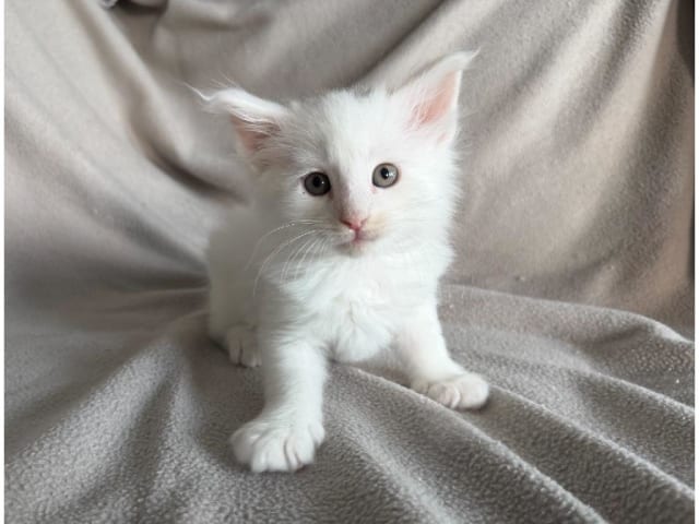Norwegian Forest · Torslanda · S*Kronängens